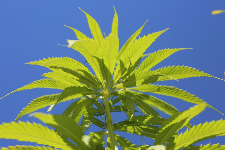 Green Hemp plants in a field against blue sky