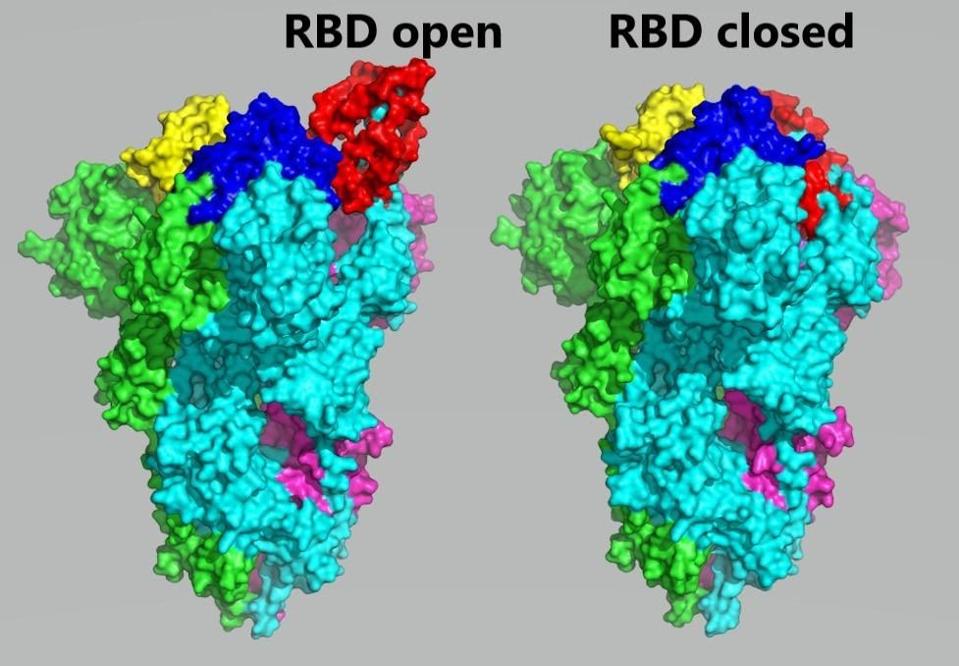 Newly Discovered Antibody Neutralizes Covid Variants By Locking