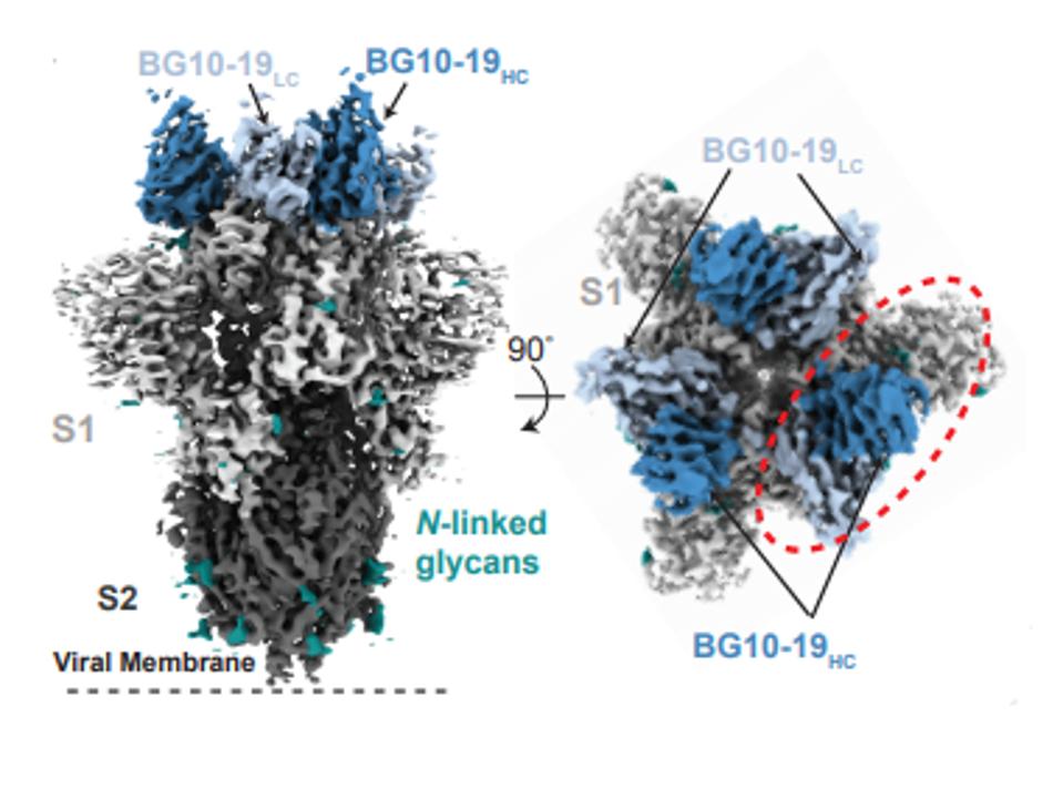 FIGURE 2: BG10-19 binding to the RBD