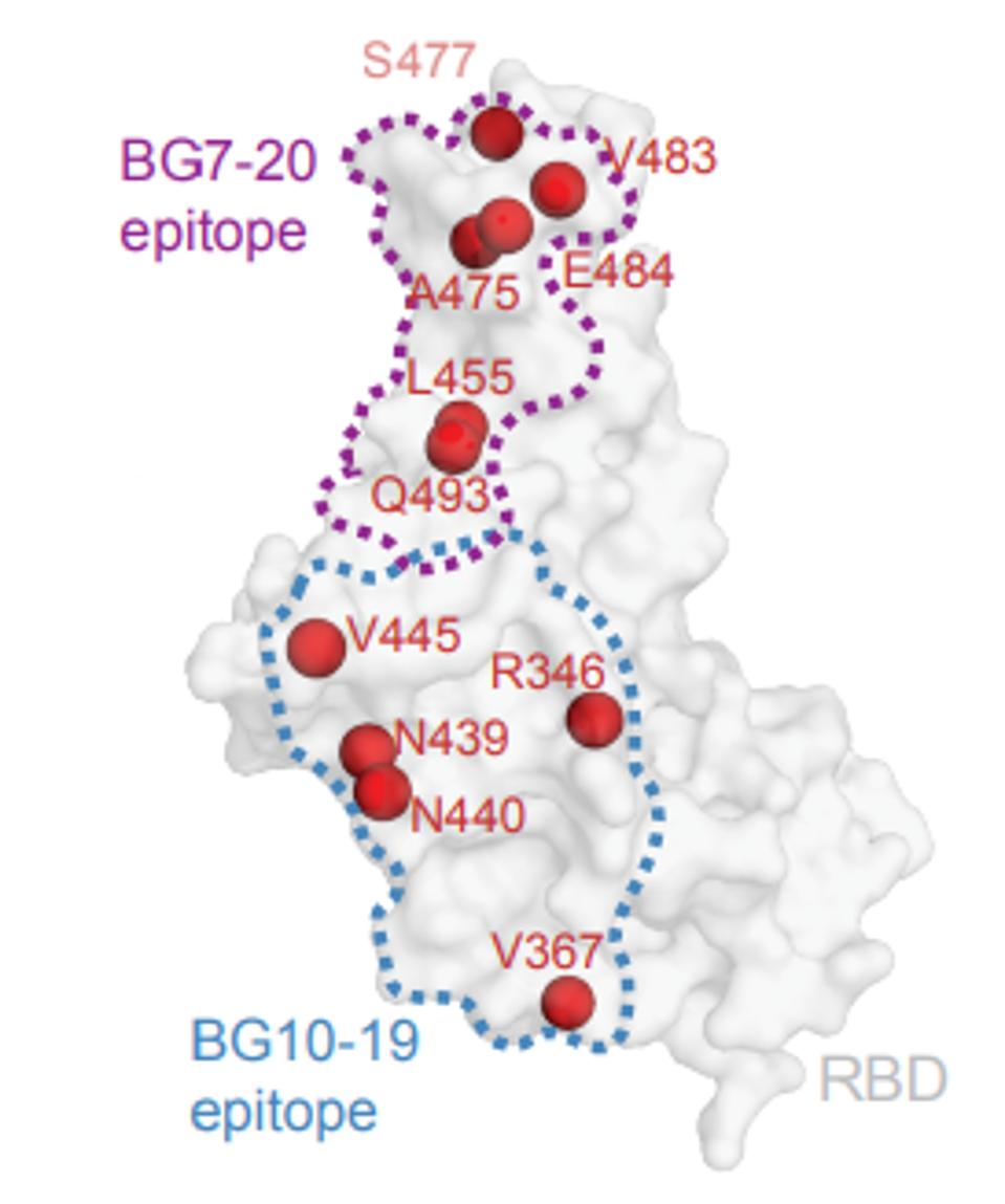 FIGURE 6: Antibody footprint of BG10-19