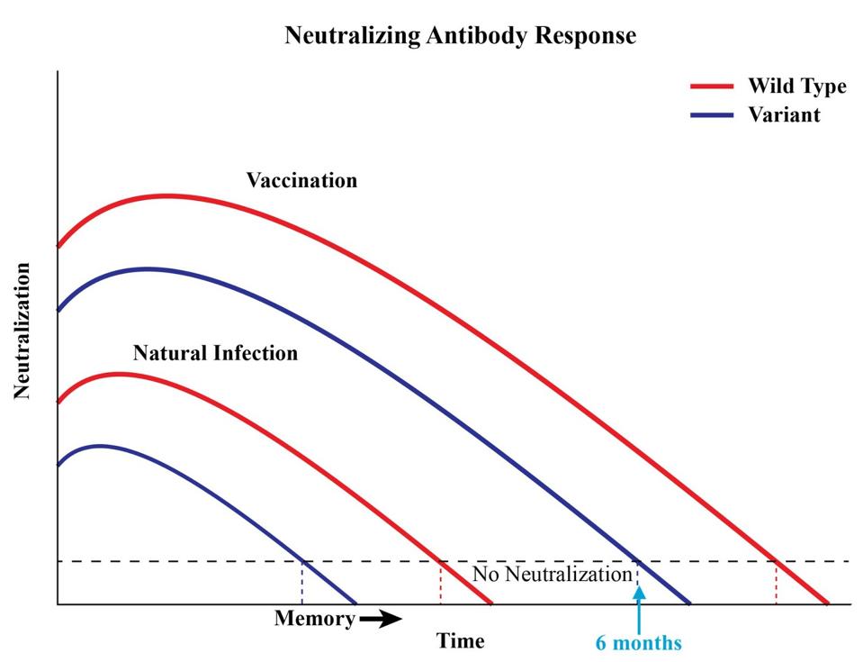 Booster Shots For mRNA Vaccines Likely Required Within Six Months To