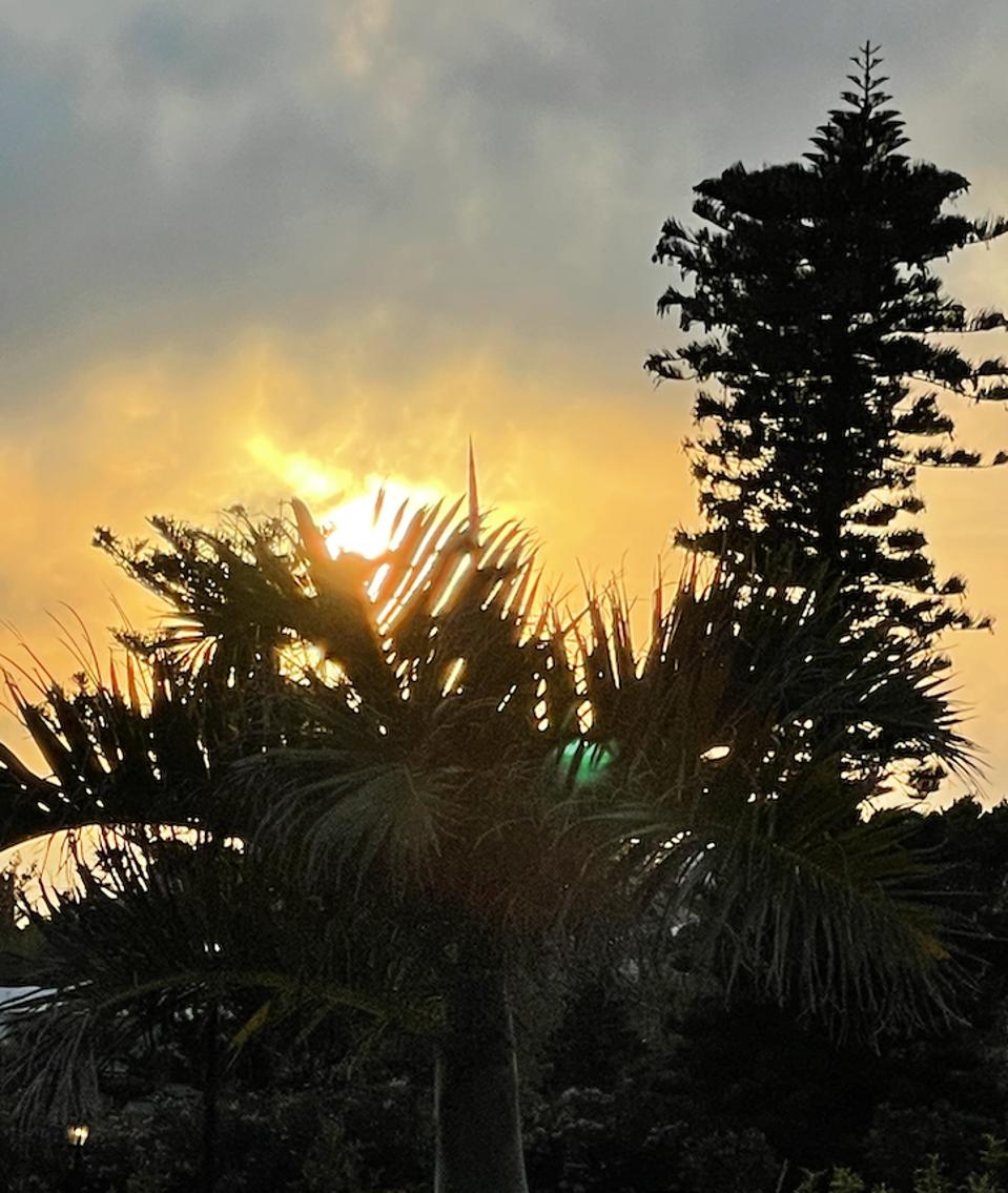 Sunset through the palm trees in Bermuda