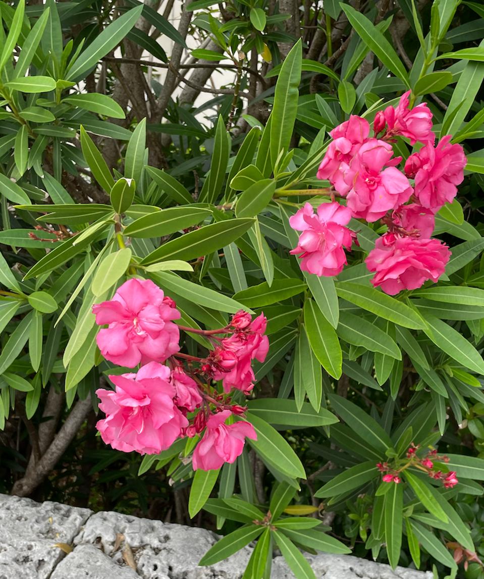 Flowers and blooming bushes everywhere