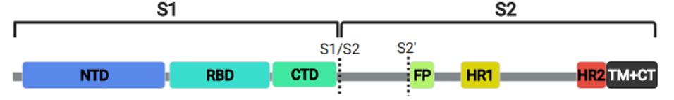 SARS-CoV-2 Spike Protein