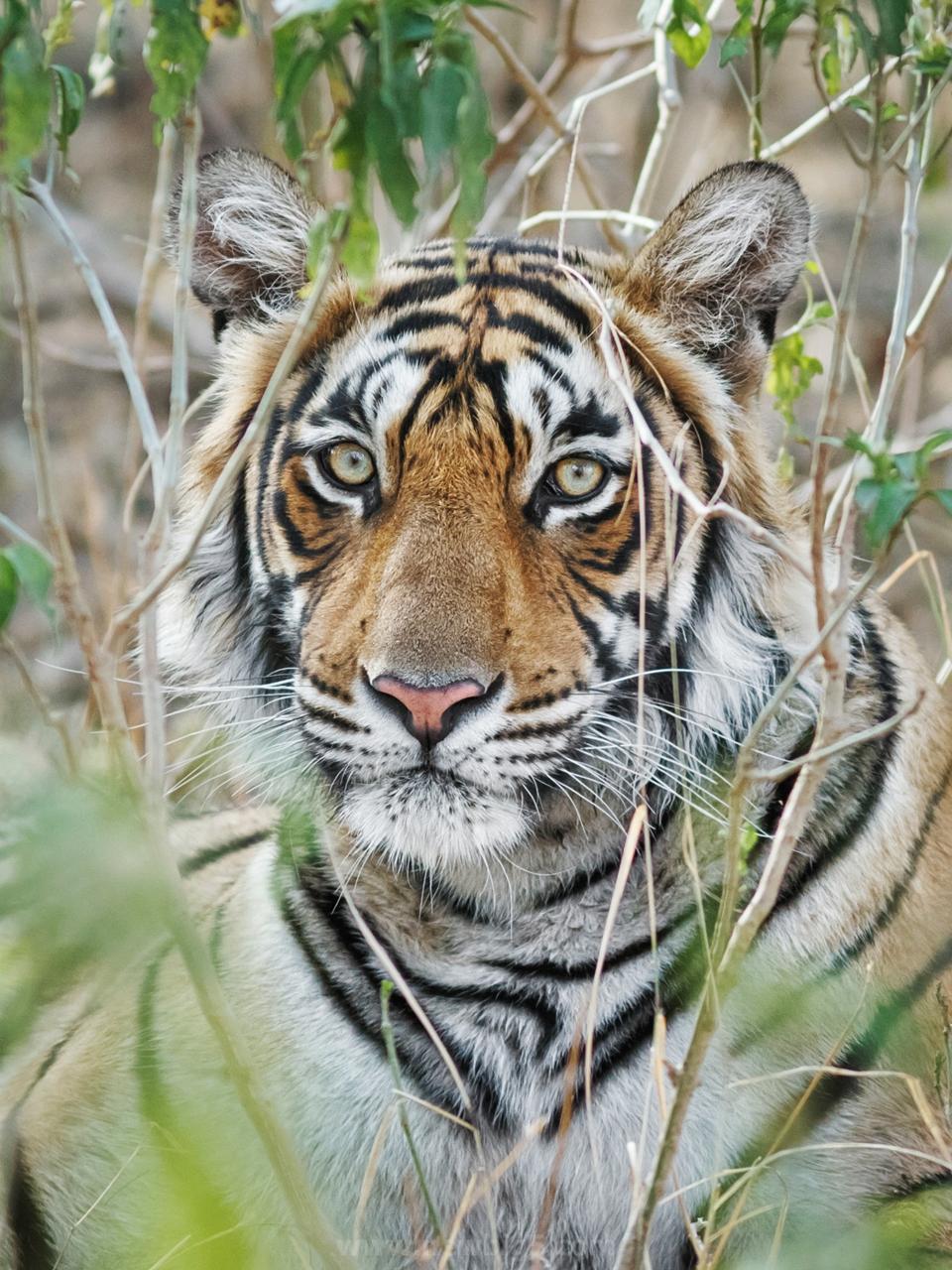 Bengal Tiger Portrait Of The Face