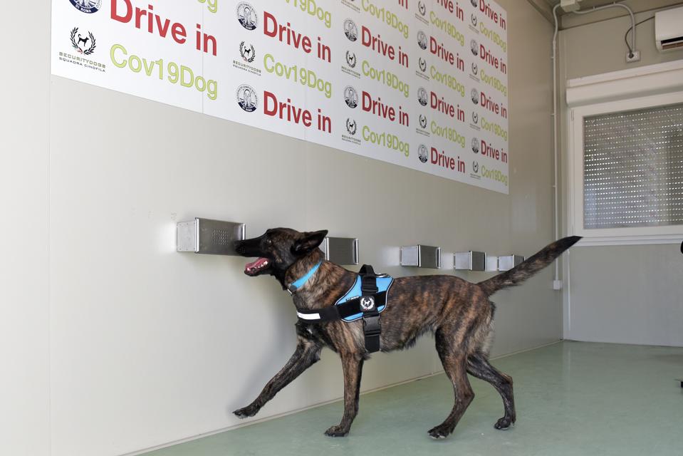 Covid-Sniffing Dogs Trained At Bio-Medico University Campus In Rome