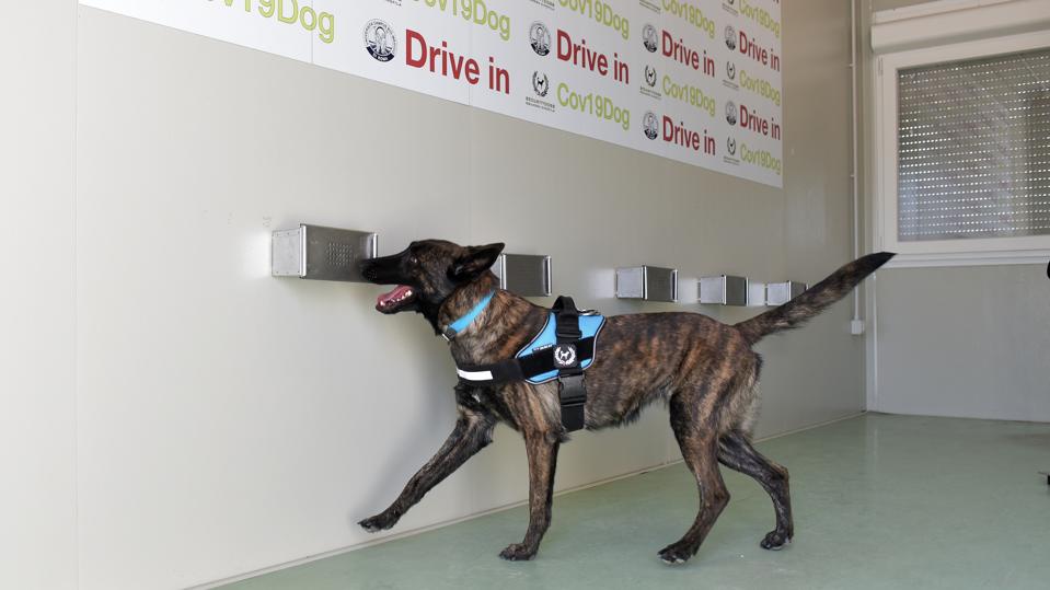 Covid-Sniffing Dogs Trained At Bio-Medico University Campus In Rome