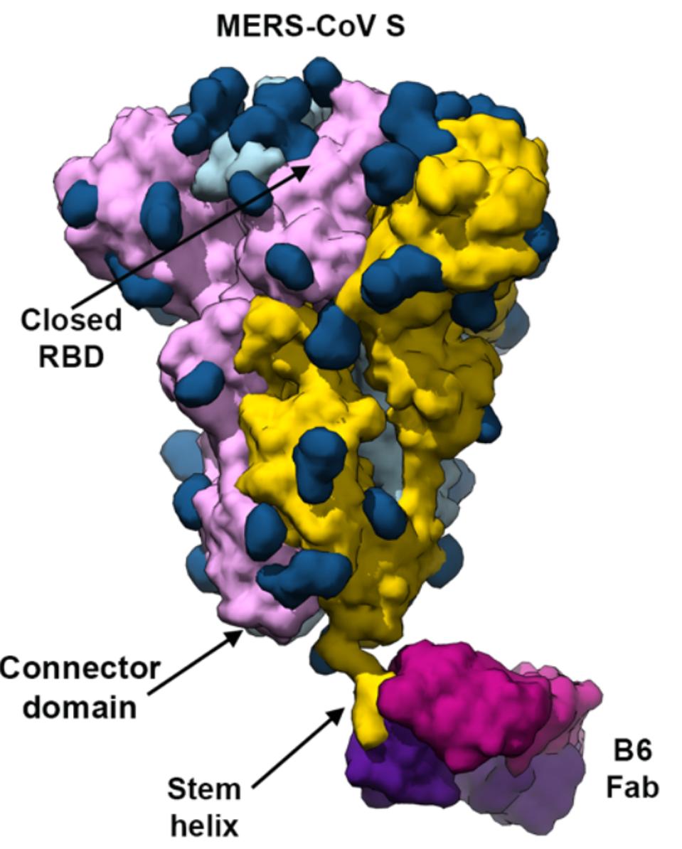 B6 binding to the MERS-CoV-2 spike