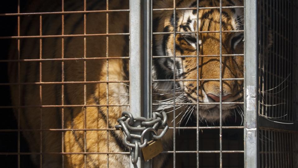 https www forbes com sites nicholasreimann 2021 05 20 68 big cats seized from tiger king park in oklahoma