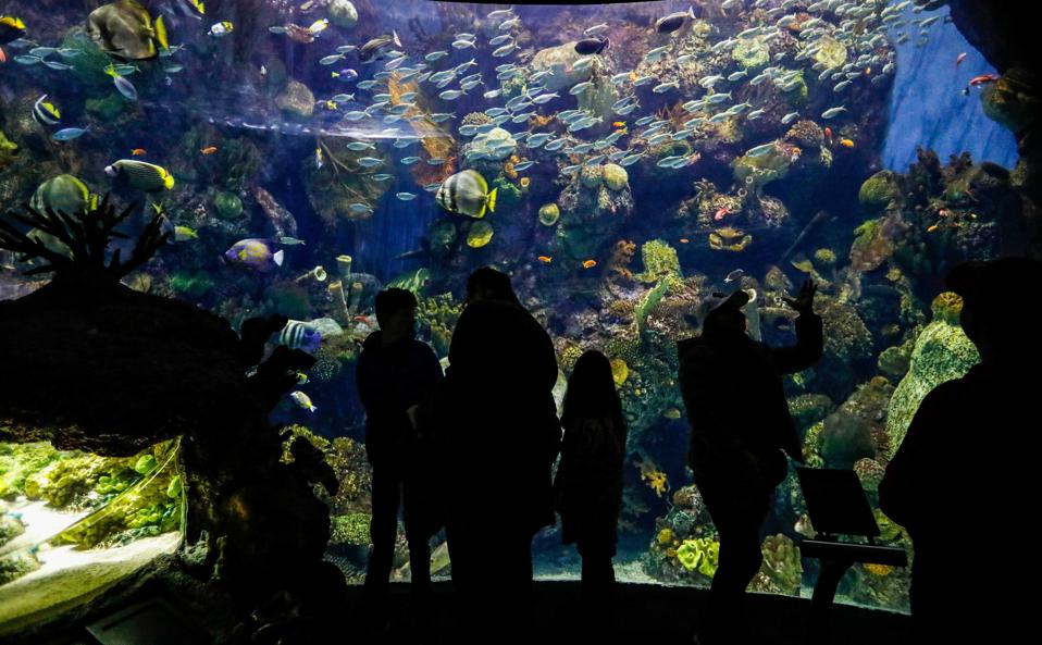 U.S.-CHICAGO-SHEDD AQUARIUM