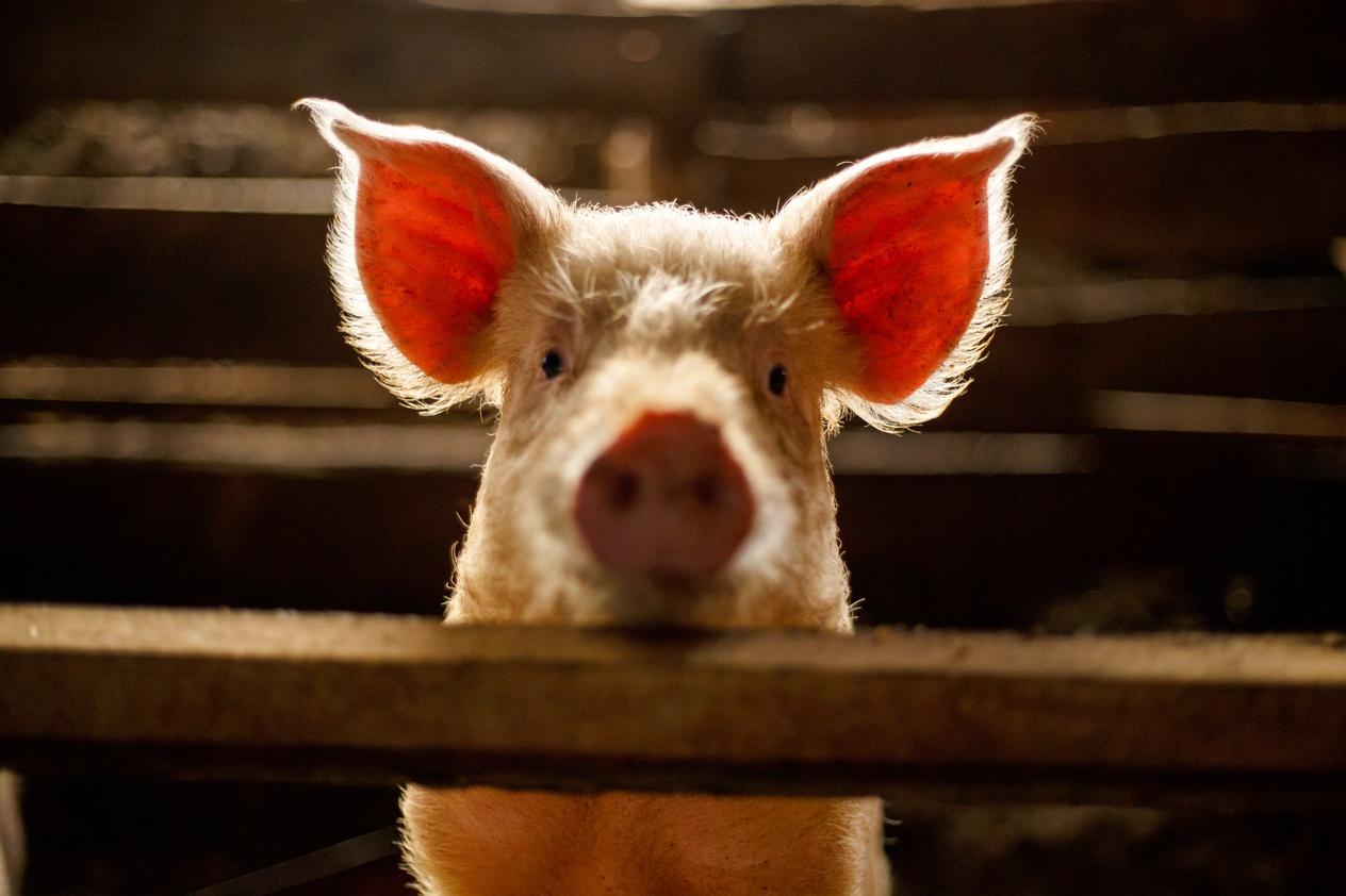 Pigs Are Hotter Than Bitcoin—Or Why Commodities Are 2021's #1 Investment - Vimarsana News