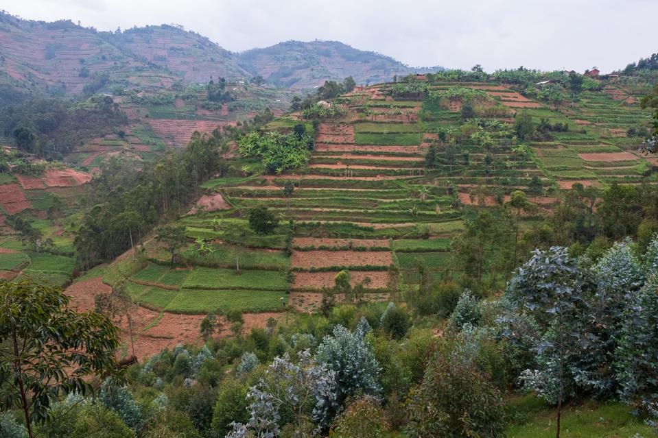 A terraced hillside of fields in Northern Province, Rwanda.