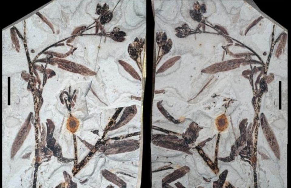 Fossil of Gansufructus saligna gen. et sp. nov. showing leaves as well as terminal fruits in different stages of maturity.