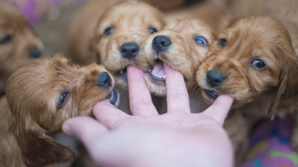 POV of puppies chewing on a hand