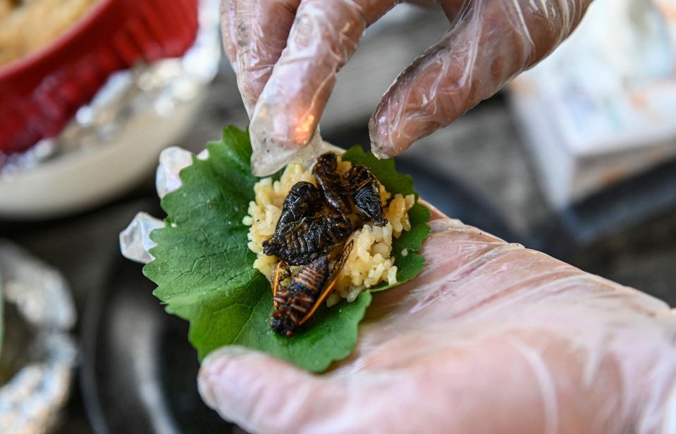 US-ENVIRONMENT-NATURE-ANIMAL-CICADA-FOOD-OFFBEAT