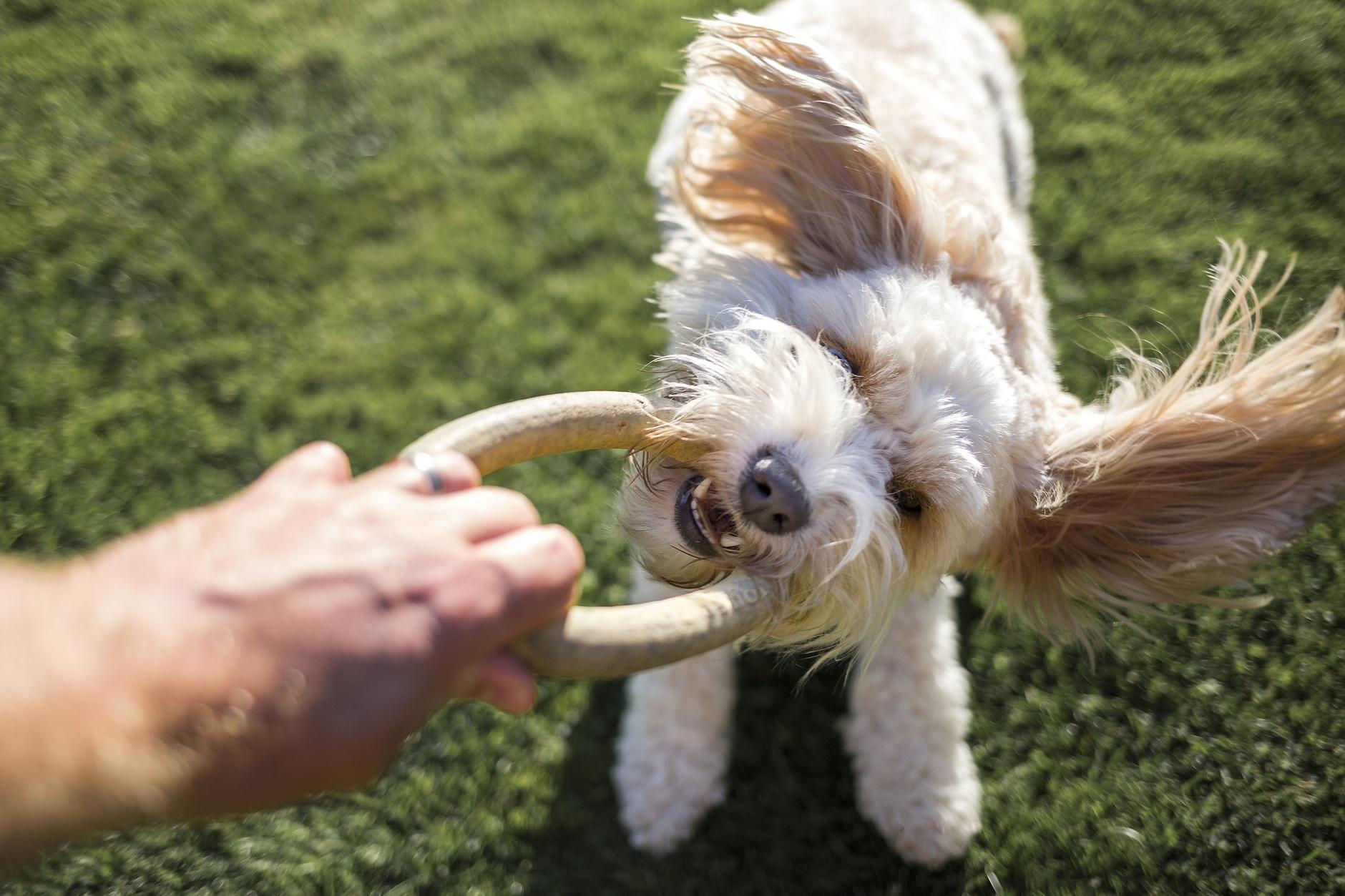 Dog Bites Are On The Rise: What Parents Need To Know - Vimarsana News
