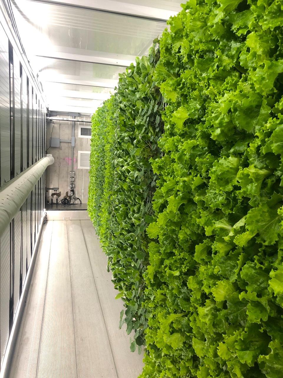 REEF tech miami vertical farming container housing