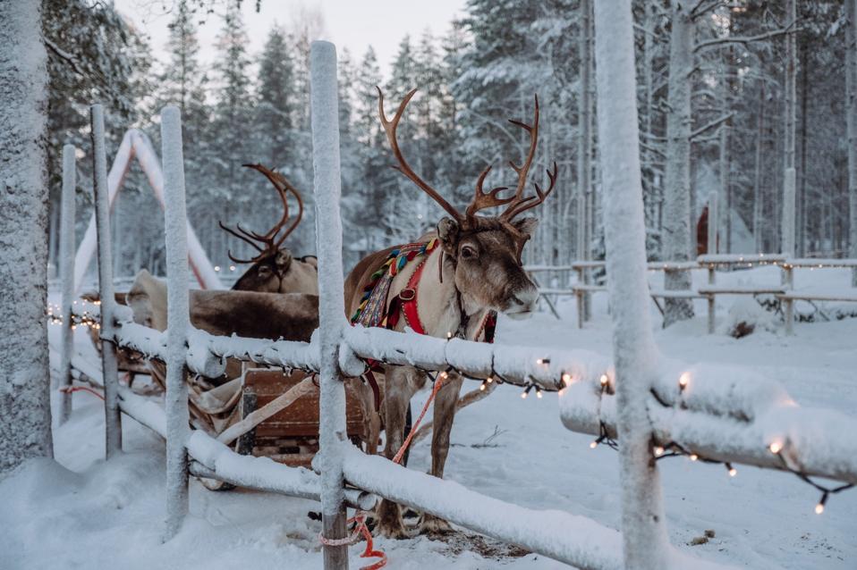 Reindeer at the Santa Claus village in Arctic FInland