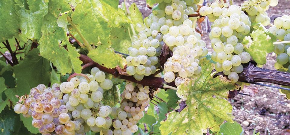 A photo of several bunches of wine grapes on a wooden vine.
