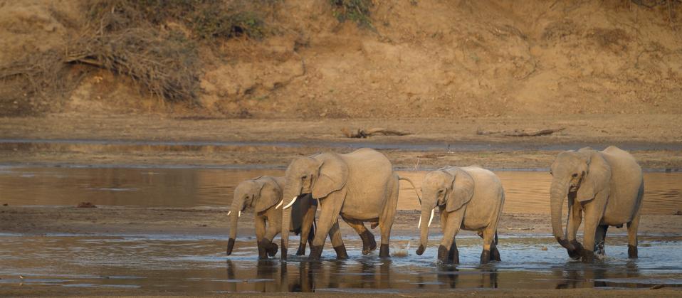 A herd of elephants drinking from a river in a dry landscape
