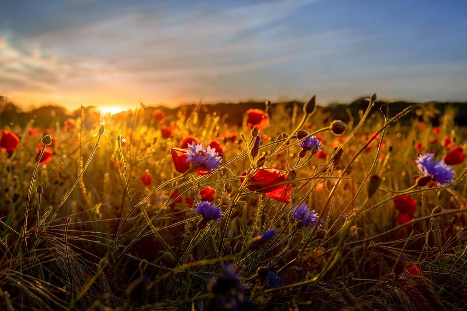 Denmark in summer