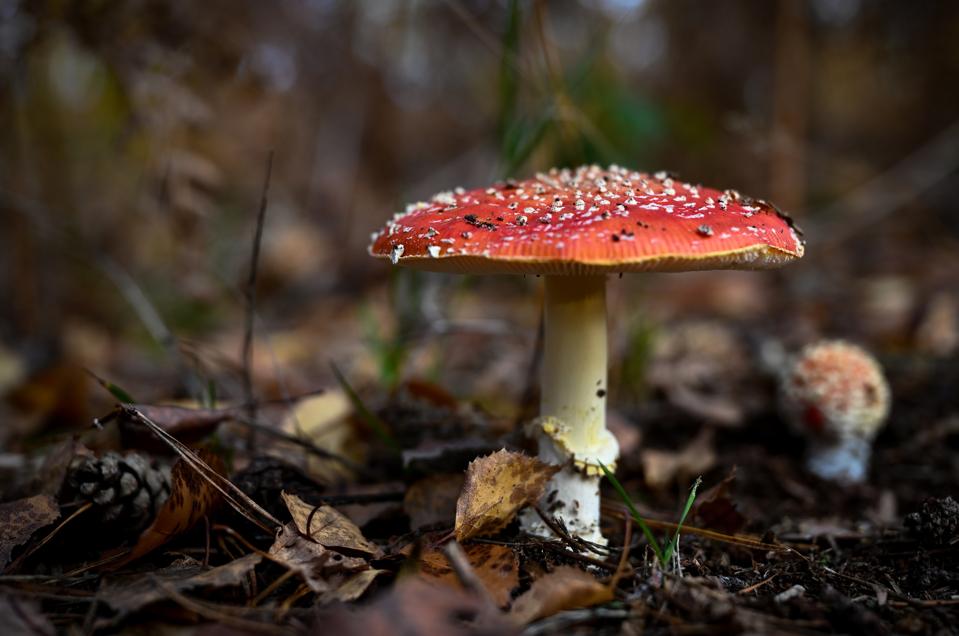 Fly agaric (Amanita muscaria)