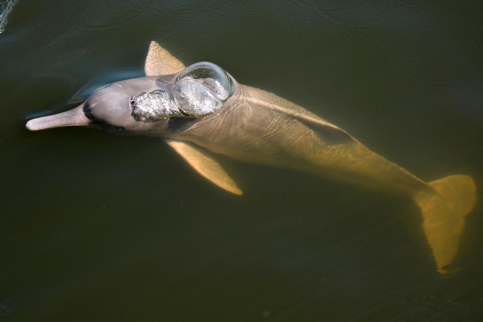 A river dolphin rises to the surface of the river