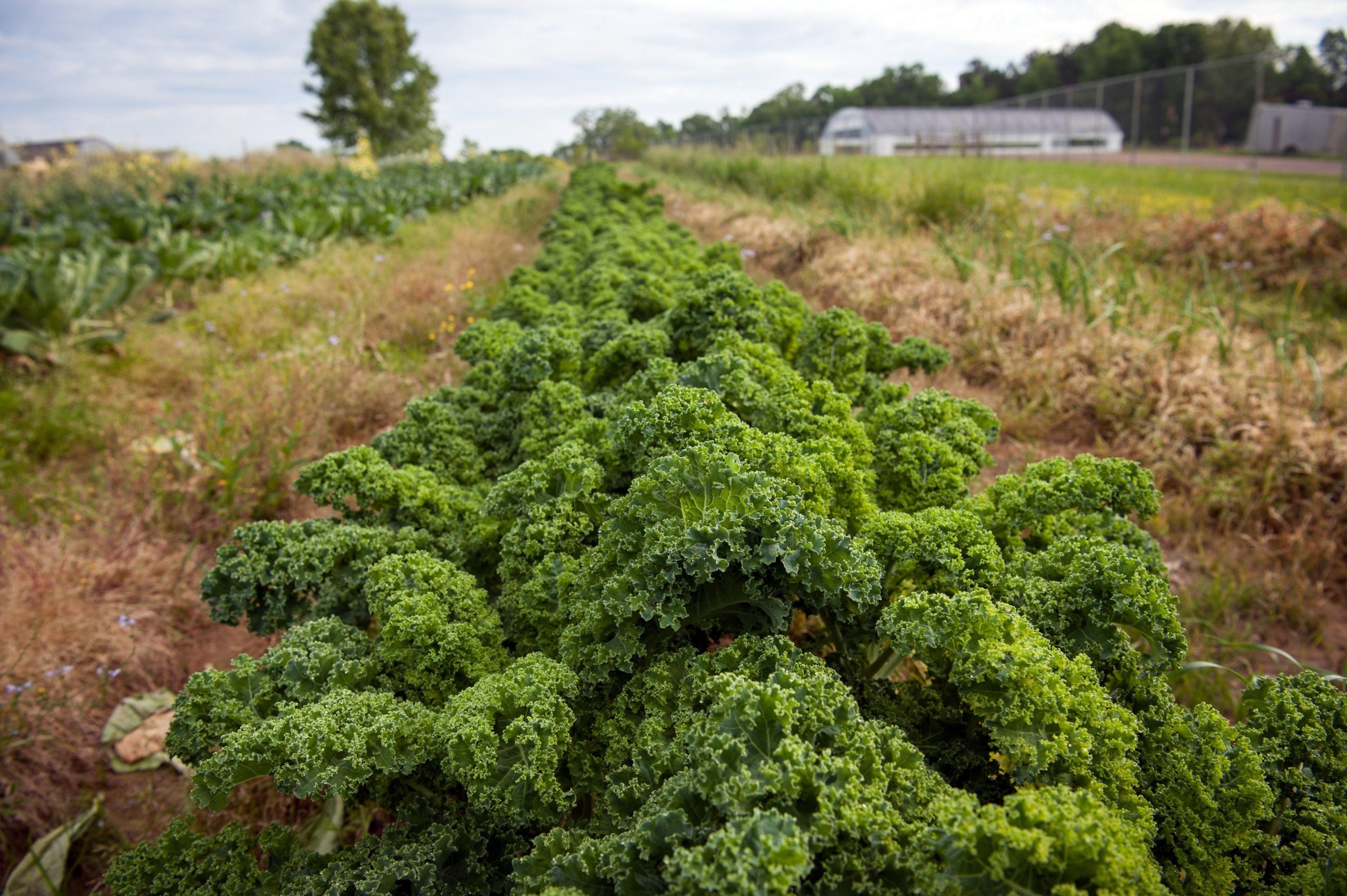 Black And Minority Farmers Will Receive $4 Billion In Debt Relief. For Some, It's A Lifeline. For Others, Too Little, Too Late. - Vimarsana News