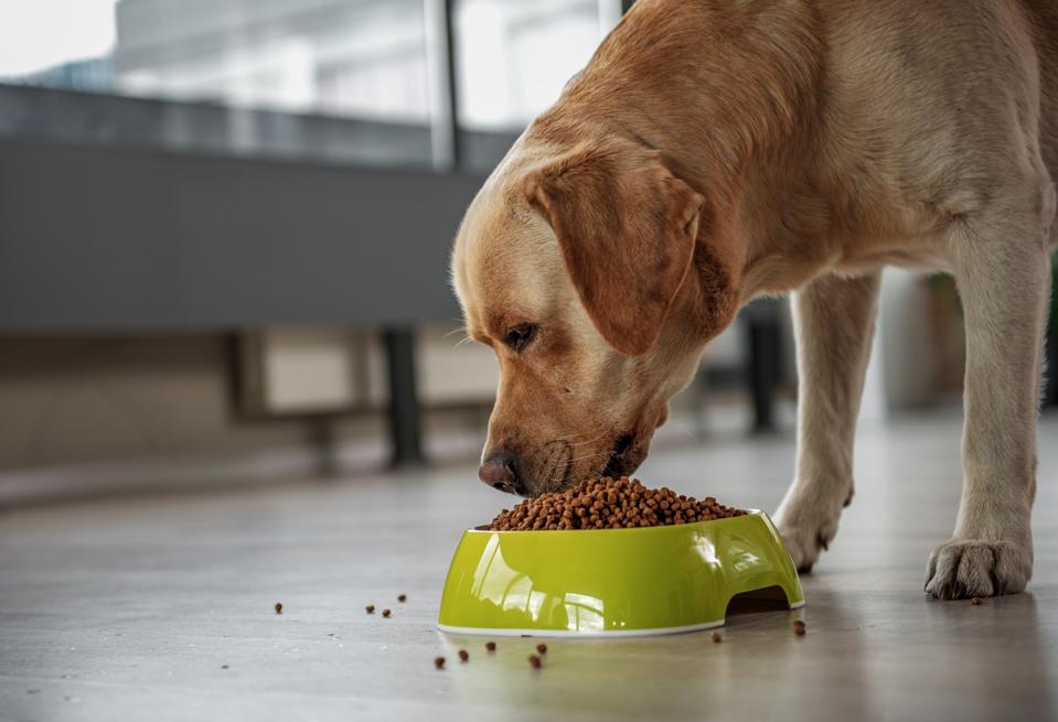 The Best Dry Dog Food Recommended By A Veterinarian