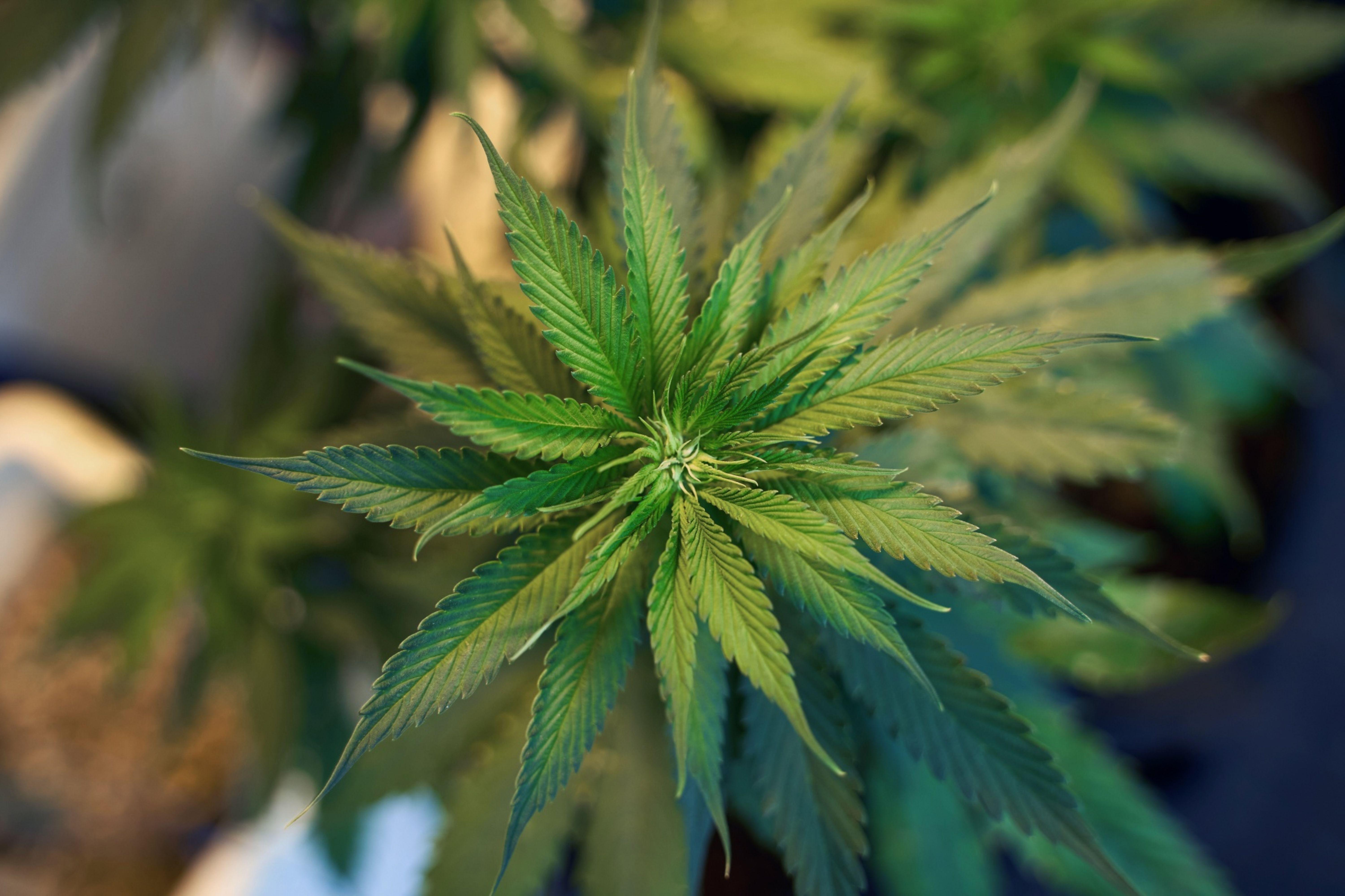 COVID Dreams: More Americans Got Toked In 2020, Study Shows - Vimarsana News
