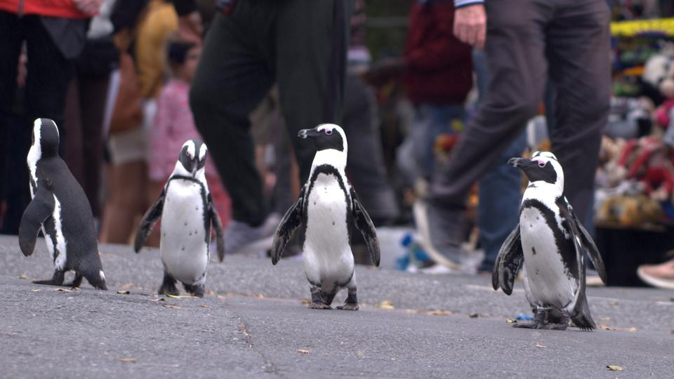 There are no rules in the new Netflix doc series  'Penguin Town' coming in June.