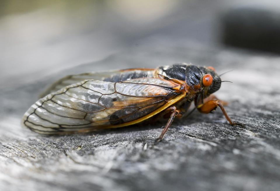 Brood X Cicadas Emerging In Pennsylvania