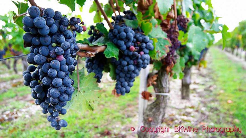 Cabernet franc grapes on the vine in a vineyard in Medoc, Bordeaux