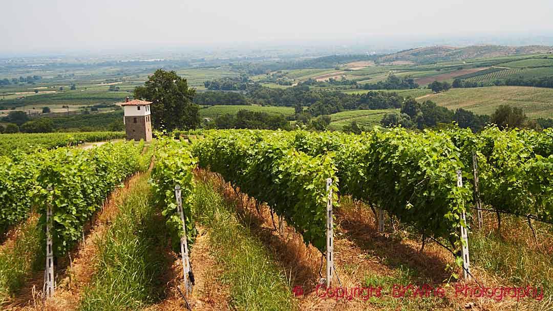 Cabernet Franc, Often Seen In Supporting Roles But More And More The Shining Star - Vimarsana News