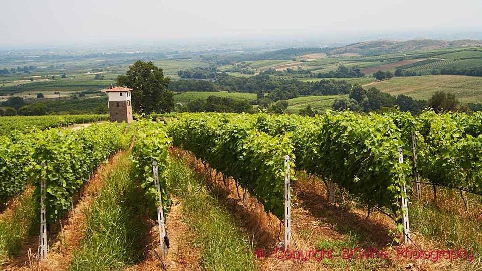A cabernet franc vineyard at Ktima Kir-Yianni in Macedonia, Greece
