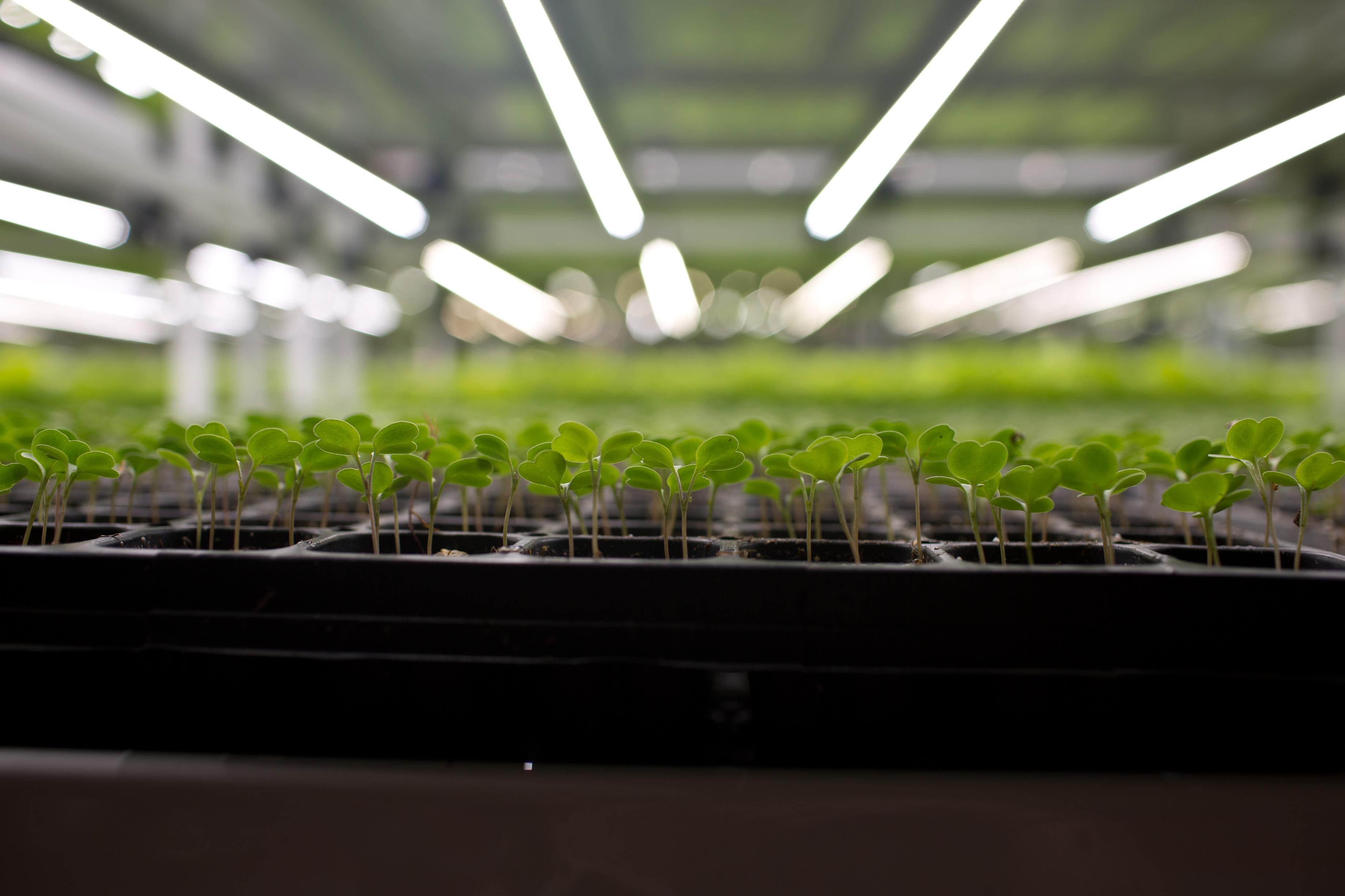 Vertical Farming Startup Hopes To Make Fresh, Healthy Greens More Affordable Across America - Vimarsana News