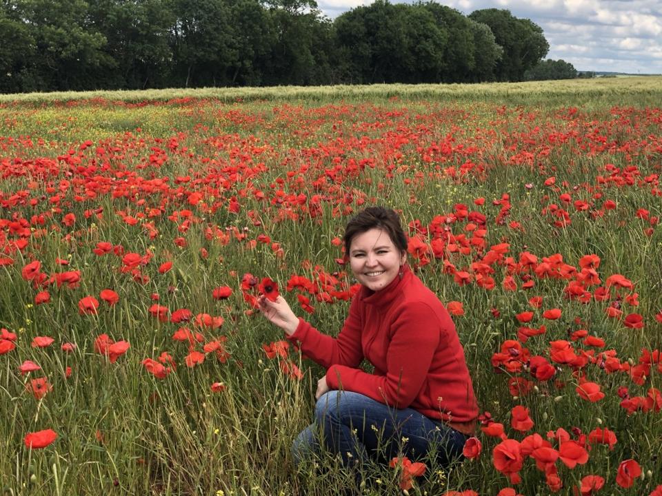 poppy field