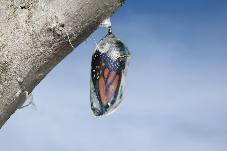 Monarch butterfly (danaus plexippus) inside chrysalis cocoon, seconds before emerging