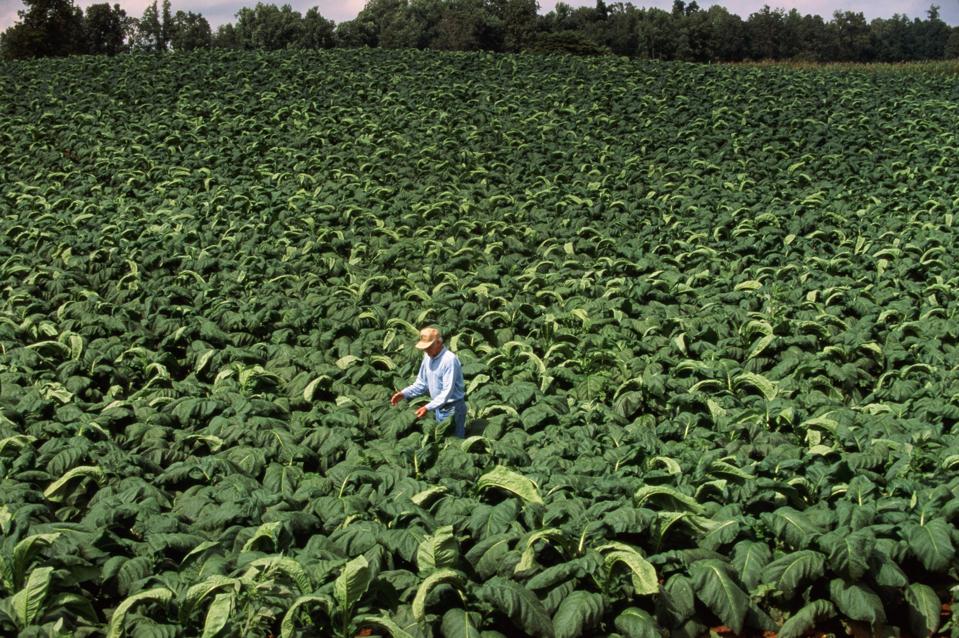 Farmer examining ripe tobacco leaves for quality in Kentucky, USA
