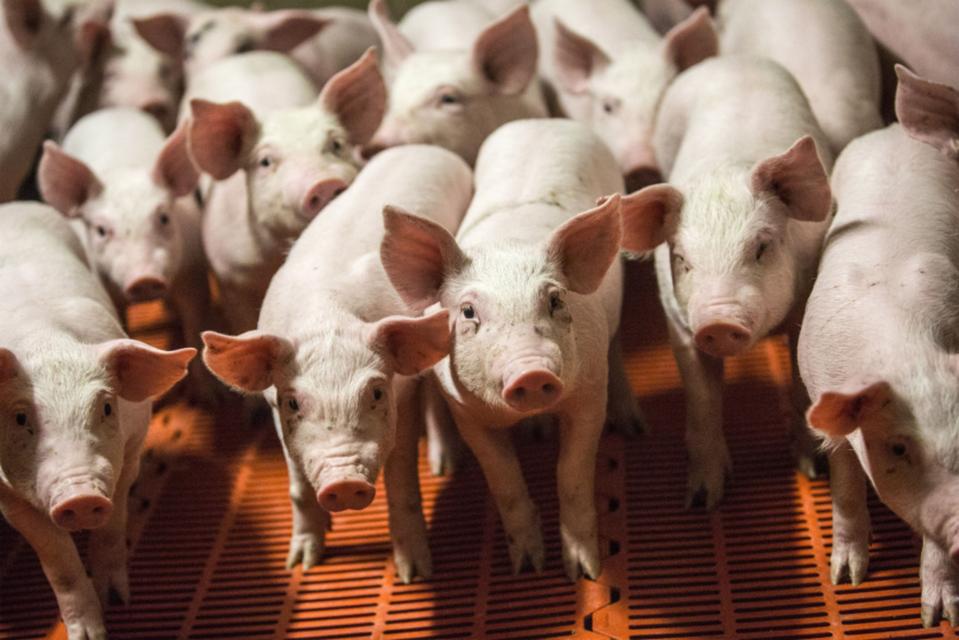 Operations At A French Pig Farm