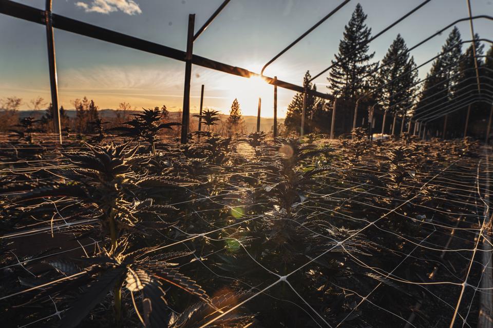 A sunset in Humboldt County
