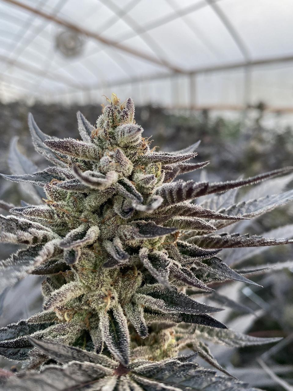 Kushmintz cannabis grown in Humboldt