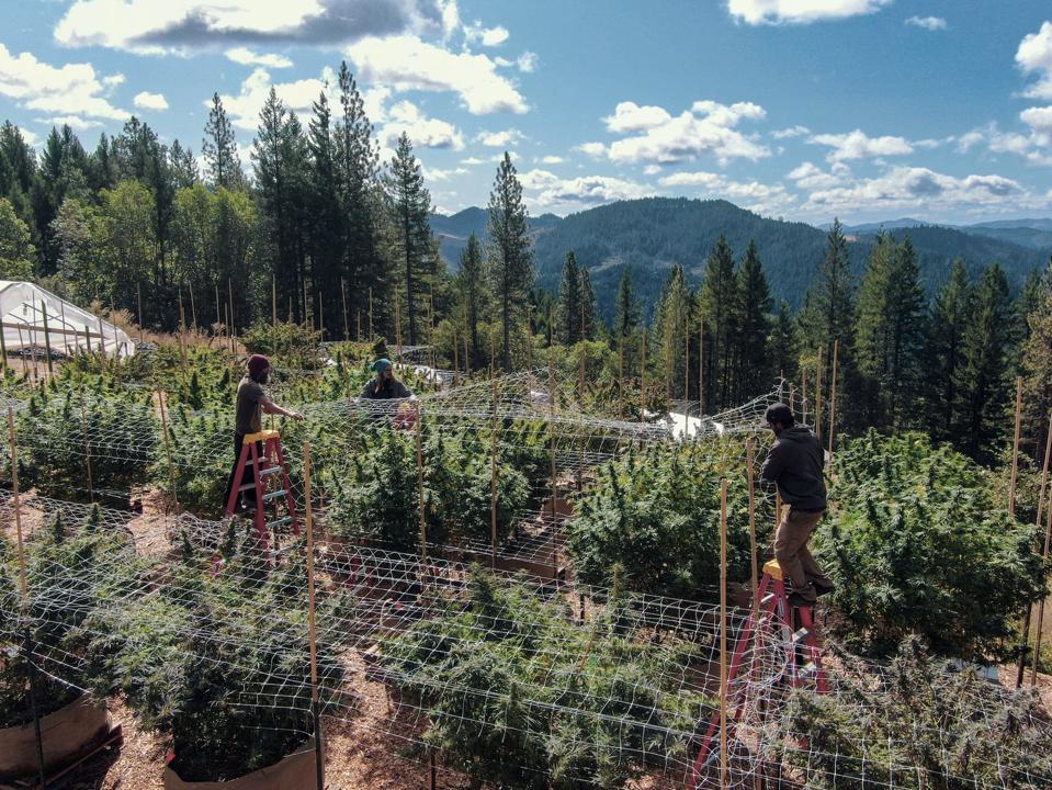 A cannabis farm in Humboldt