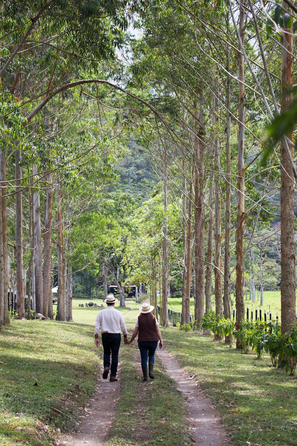Panama coffee plantations