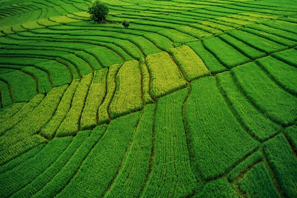 Rice terraces.