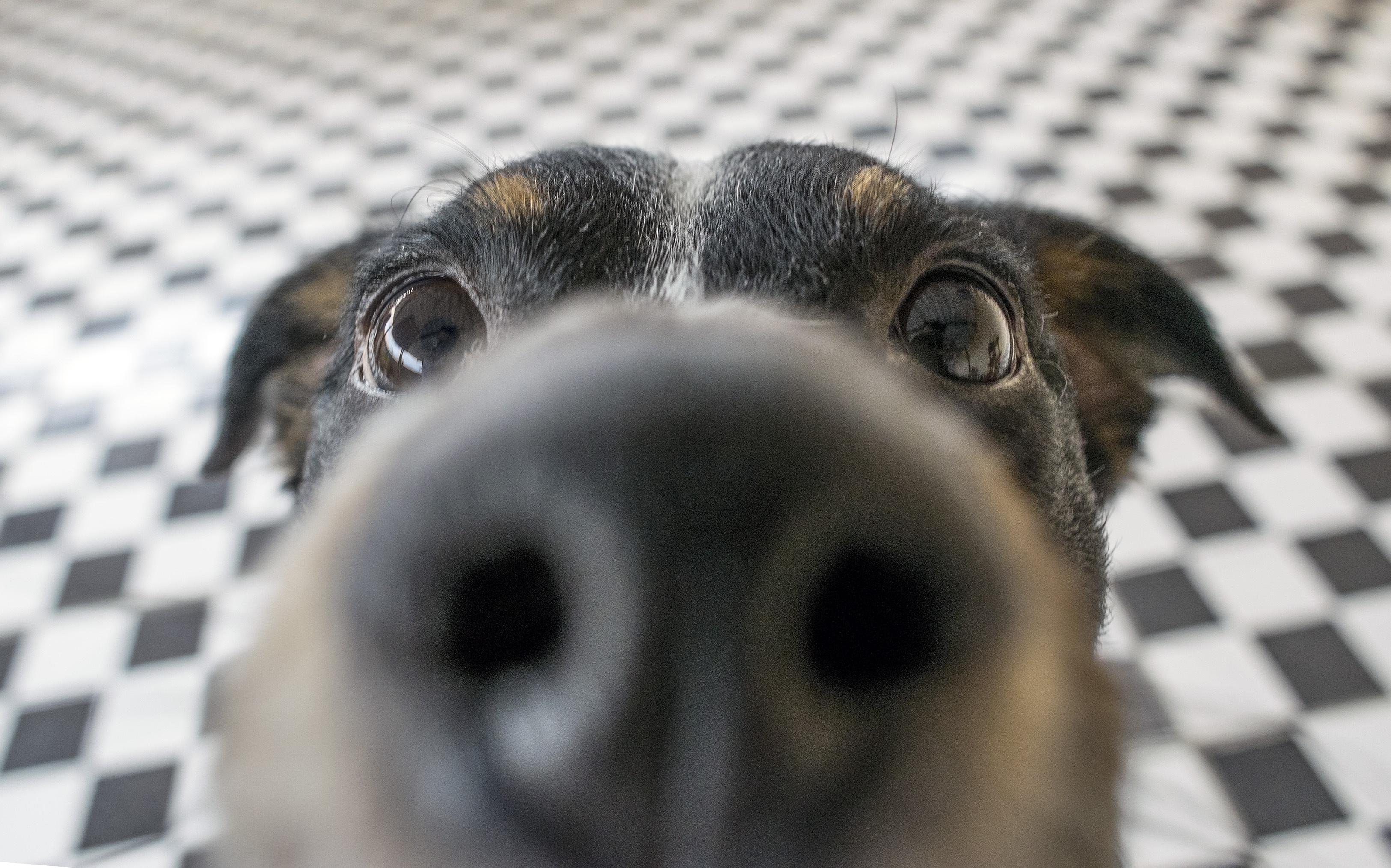 Working Dogs Can Sniff Out Flaws In Whisky And Wine Barrels - Vimarsana News