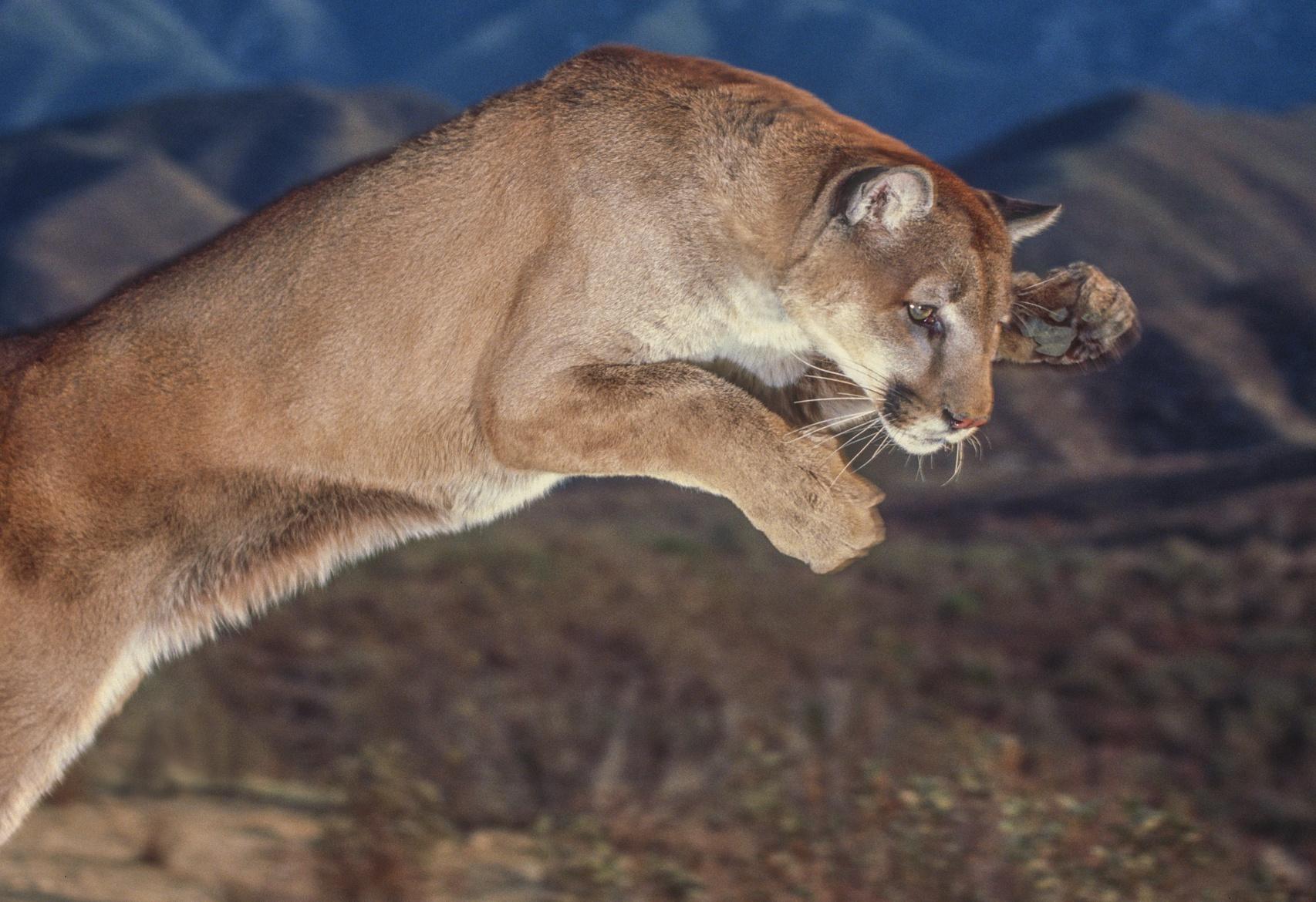 That California Woman Using Her Car To Thwart A Mountain Lion And Save Her Beloved Dog Provides Valuable Lessons For AI Self-Driving Cars - Vimarsana News
