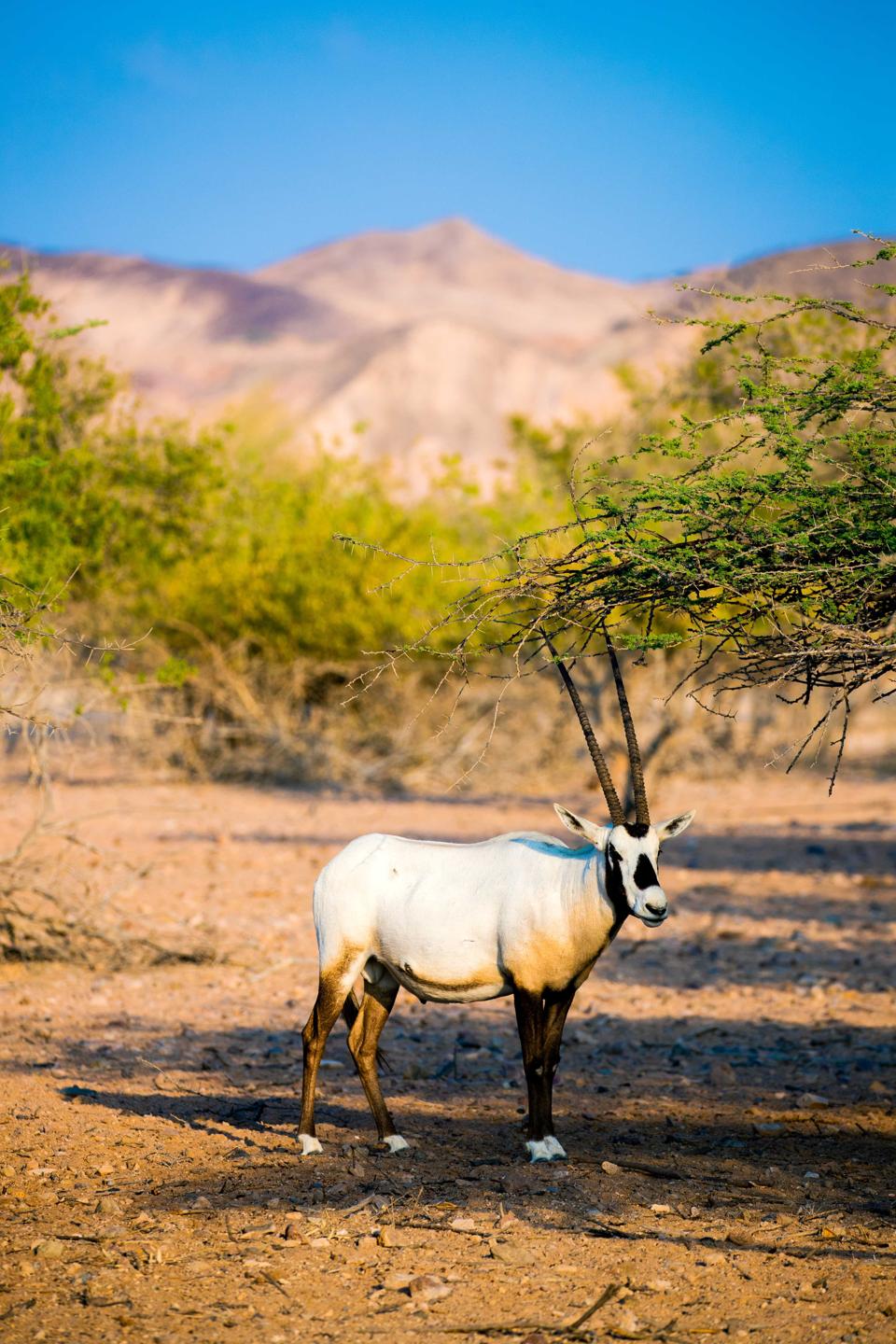 The long-horned gazelle stands in front of some pale green trees and a mountain.