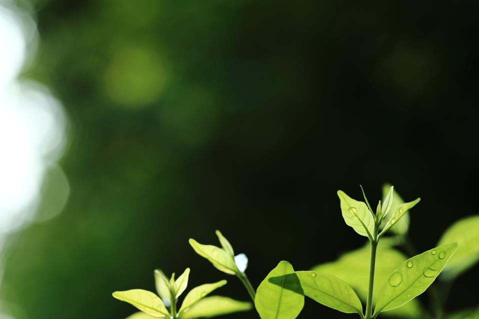 new leaves growing up. new life springing from nature. green leaves and dazzling warm bokeh lighting background. circle of life and environmental awareness and ecosystem conservation themes.