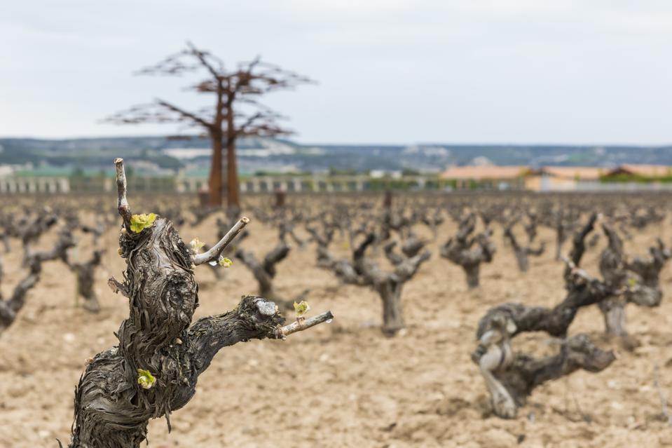 Old Vines on the Vega Sicilia Estate in Ribera del Duero, Spain